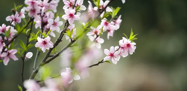 Pembe şeftali çiçeği — Stok fotoğraf