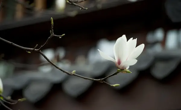 Magnolia denudata flor —  Fotos de Stock