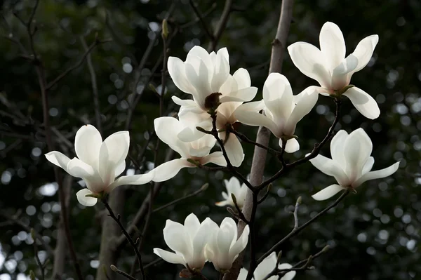 Magnolia denudata flor — Foto de Stock