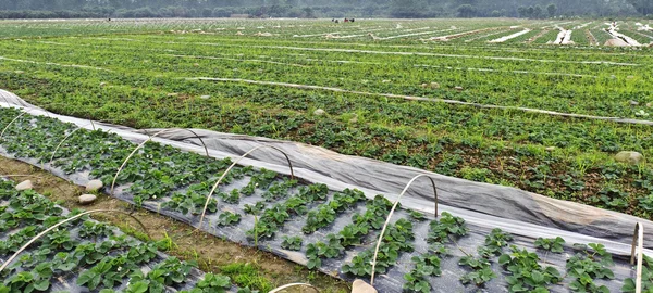 Rows of young strawberry field — Stock Photo, Image