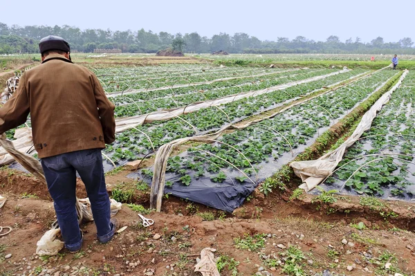Landwirt arbeitet auf jungem Erdbeerfeld — Stockfoto