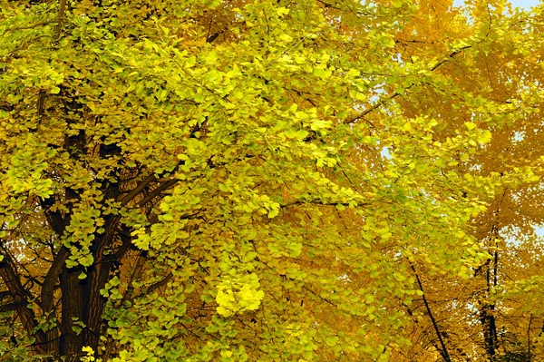 Paisaje de folio dorado ginkgo en otoño — Foto de Stock