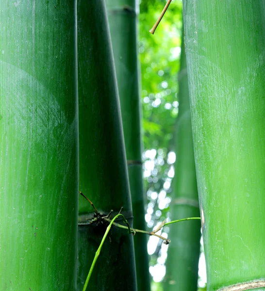 Détails de bambou vert — Photo