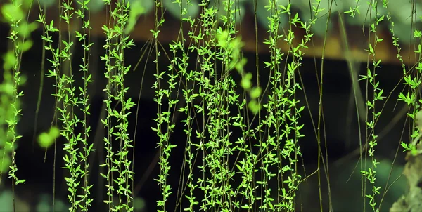 Hojas de sauce verde en primavera — Foto de Stock