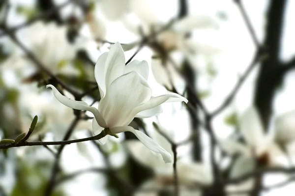 Magnolia denudata λουλούδι — Φωτογραφία Αρχείου