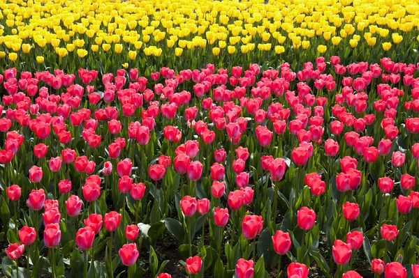 Beautiful tulip flower — Stock Photo, Image