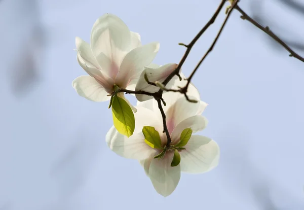 Magnolia denudata flower — Stock Photo, Image