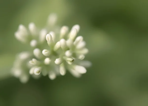 美丽的白色小花在花园里 — 图库照片