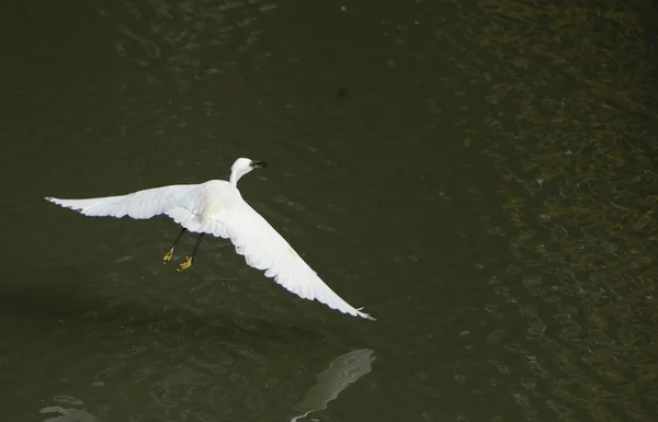 White egret extended its wings in flight — Stock Photo, Image