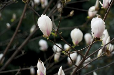 Manolya denudata çiçek 