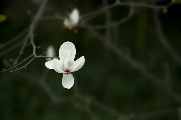 Magnolia denudata květ — Stock fotografie