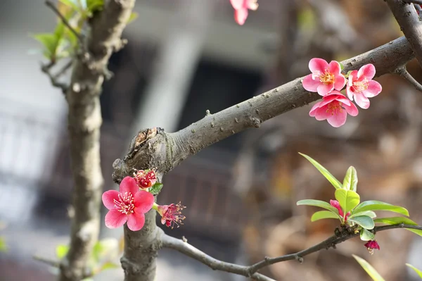 猩红色的海棠赤松花 — 图库照片