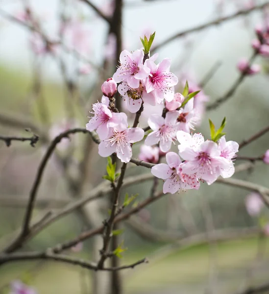 Rosa Pfirsichblüte — Stockfoto