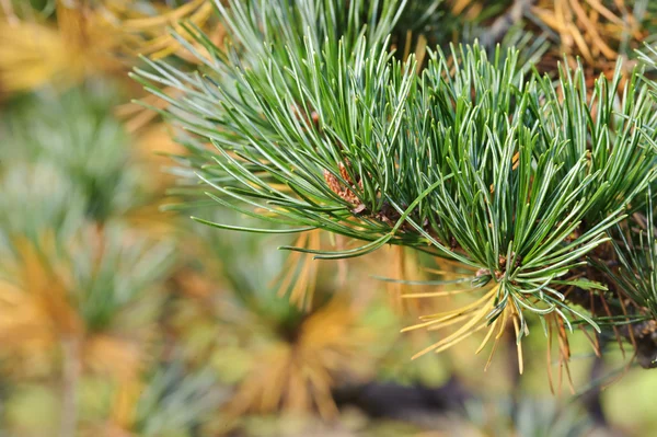 Glanzende groene dennennaalden in een tuin — Stockfoto