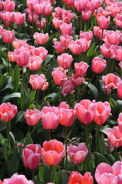 Hermosa flor de tulipán rojo —  Fotos de Stock