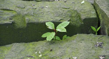 yeşil genç yaprakları taş boşlukta