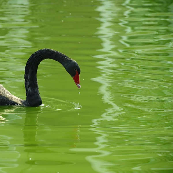 湖の黒鳥は — ストック写真