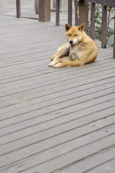 Ein brauner Hund saß auf dem Holzboden — Stockfoto
