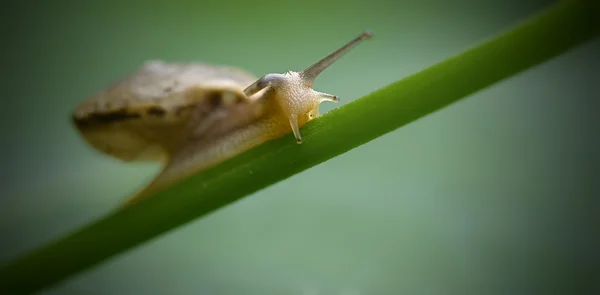 A interesting snail on branch. — Stock Photo, Image
