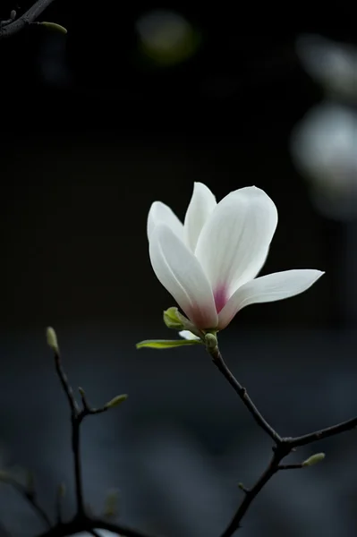 玉兰苞花 — 图库照片