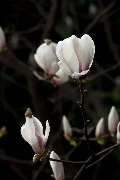 Magnolia denudata flor — Foto de Stock