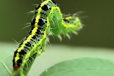 Caterpillar yaprak üzerinde