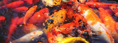 güzel altın koi balık Balık gölet