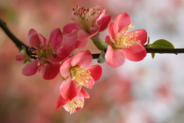 Kırmızı begonia çiçek