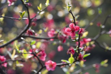 Scarlet malus spectabilis çiçek