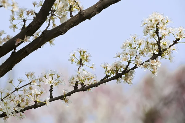 Fiore di prugna bianco in un giardino a primavera — Foto Stock