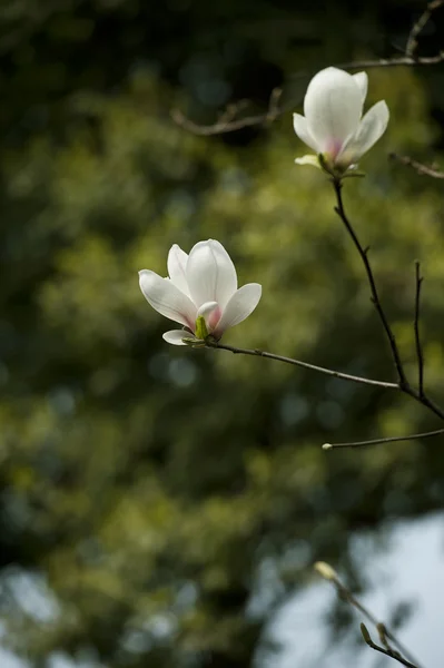 Magnolia denudata blomma — Stockfoto