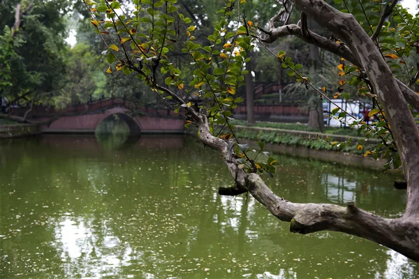 Il giardino di stile cinese — Foto Stock