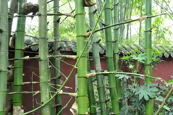 The bamboo groves — Stock Photo, Image