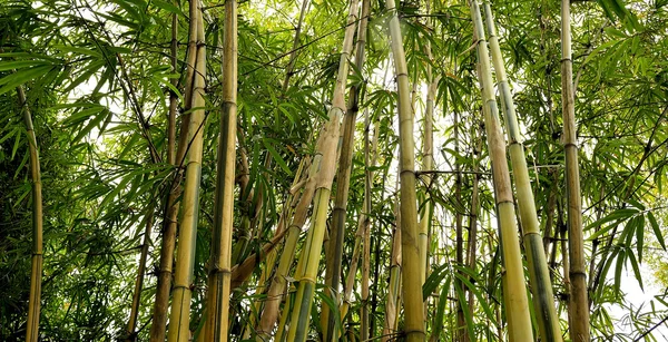 The bamboo groves — Stock Photo, Image