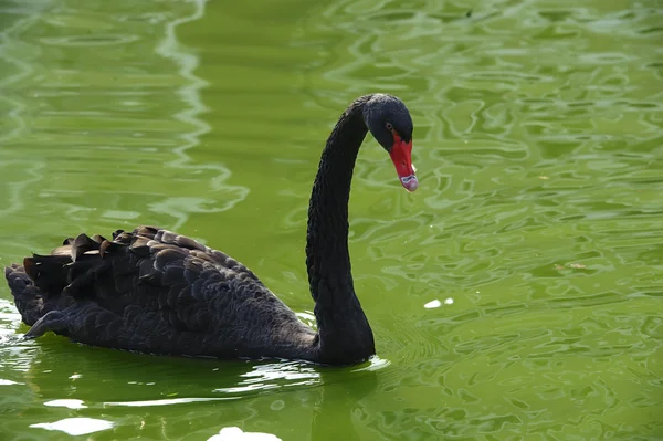 湖の黒鳥は — ストック写真