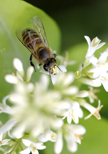 花の syrphid — ストック写真