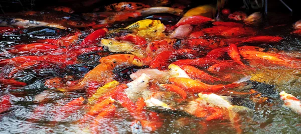 Beautiful golden koi fish in the fish ponds — Stock Photo, Image