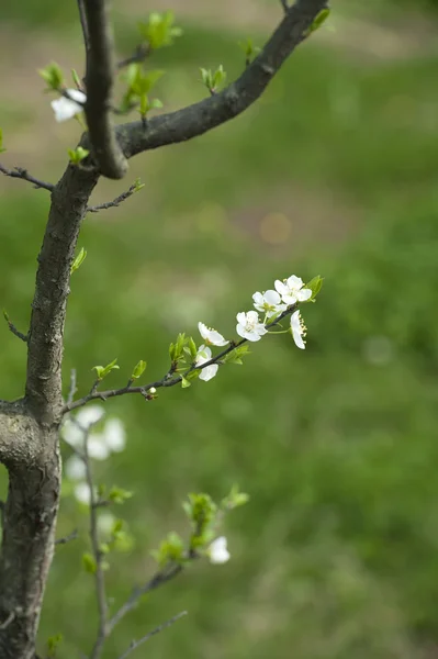 Biały śliwkowy kwiat w ogrodzie na wiosnę — Zdjęcie stockowe
