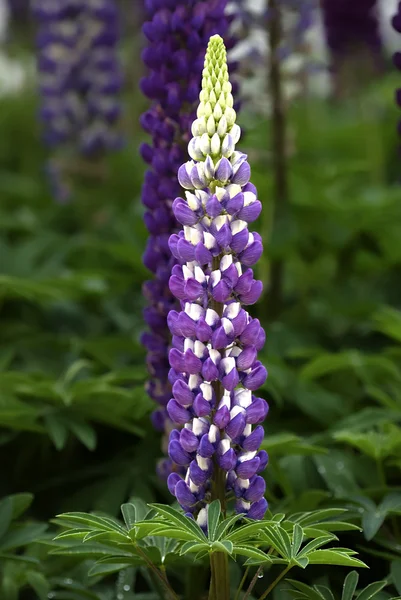 Una hermosa flor de lupinus púrpura — Foto de Stock