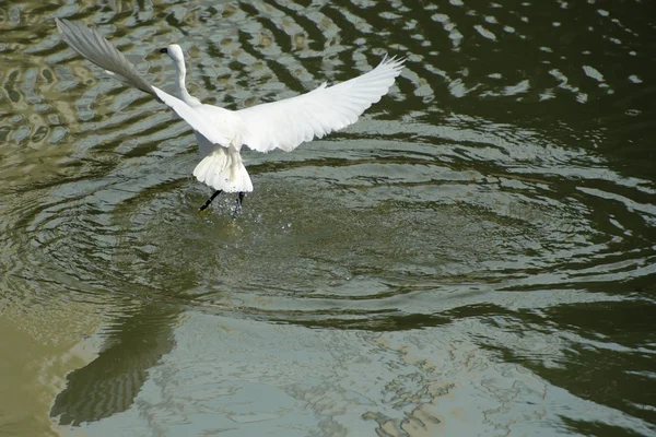 White egret estendeu suas asas em voo — Fotografia de Stock