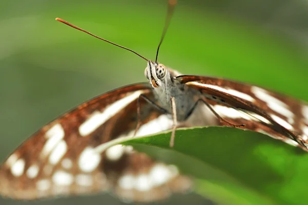 Schöner Schmetterling auf Blatt — Stockfoto