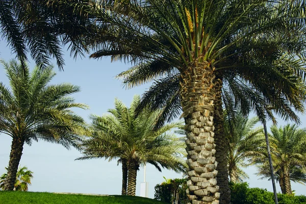 Dadelpalm boom — Stockfoto