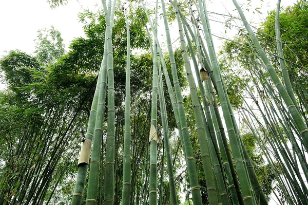 Los bosques de bambú — Foto de Stock