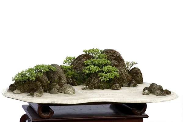 Çin bonsai — Stok fotoğraf