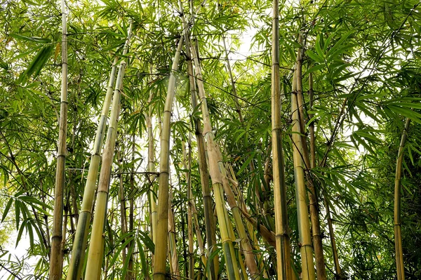 De bamboe bosjes — Stockfoto