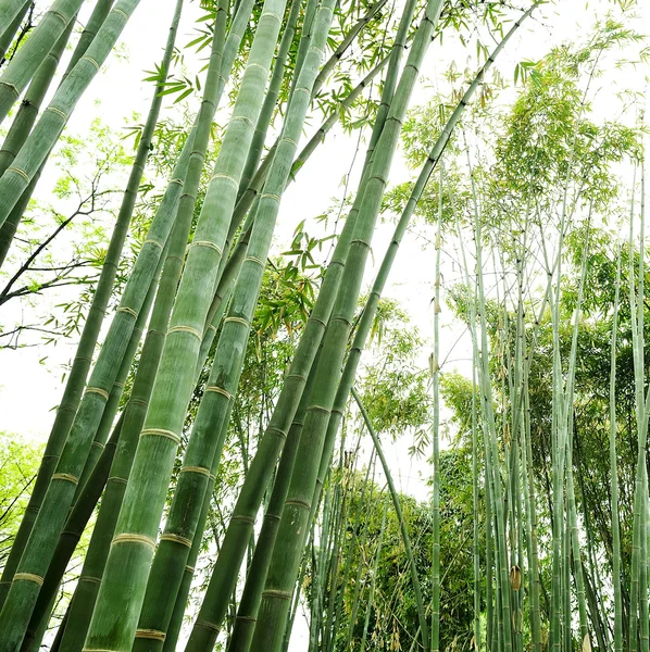 The bamboo groves — Stock Photo, Image