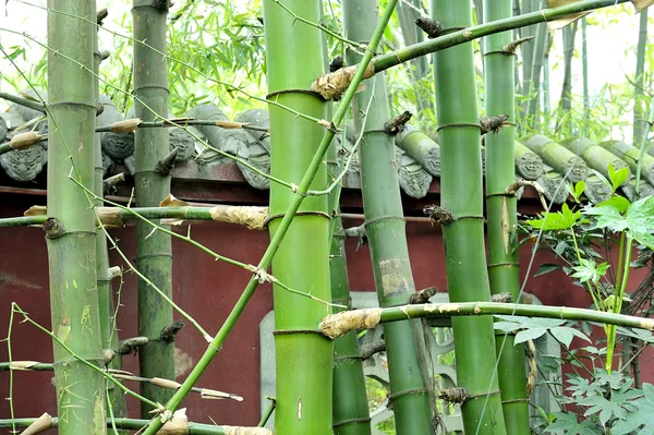 I boschi di bambù — Foto Stock