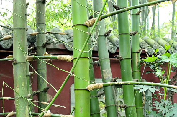 The bamboo groves — Stock Photo, Image