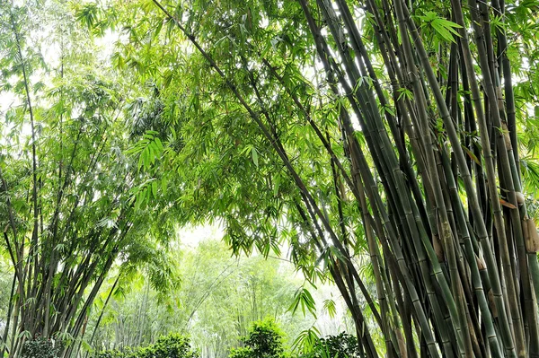 De bamboe bosjes — Stockfoto