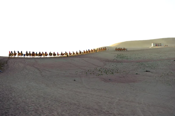 The camel train in the desert — Stock Photo, Image